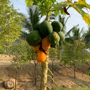 Tangail Papaya – Sweet, Juicy Papaya from Bangladesh